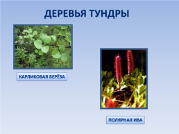 Природные зоны россии: Тундра. Окружающий мир, 4 класс, слайд 11
