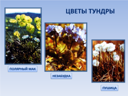 Природные зоны россии: Тундра. Окружающий мир, 4 класс, слайд 12
