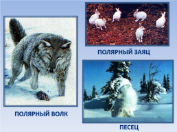 Природные зоны россии: Тундра. Окружающий мир, 4 класс, слайд 14