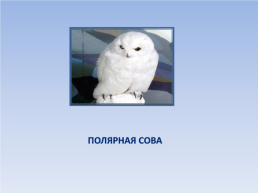 Природные зоны россии: Тундра. Окружающий мир, 4 класс, слайд 16
