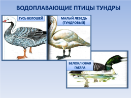 Природные зоны россии: Тундра. Окружающий мир, 4 класс, слайд 17