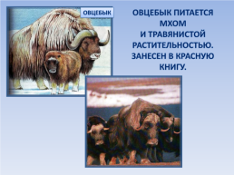 Природные зоны россии: Тундра. Окружающий мир, 4 класс, слайд 19