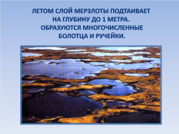 Природные зоны россии: Тундра. Окружающий мир, 4 класс, слайд 6