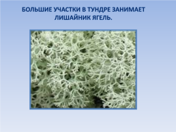 Природные зоны россии: Тундра. Окружающий мир, 4 класс, слайд 8