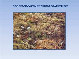 Природные зоны россии: Тундра. Окружающий мир, 4 класс, слайд 9