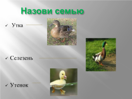 Домашние птицы, слайд 5