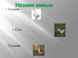 Домашние птицы, слайд 7