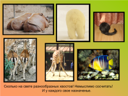 Для чего животным нужны хвосты?, слайд 2