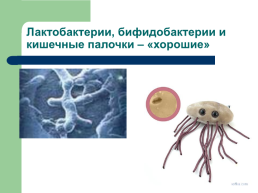 Профилактика инфекционных заболеваний quotХорошие и плохие микробыquot, слайд 13