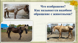 Рассказ Ф.А. Абрамова "О чём плачут лошади", слайд 4