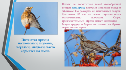 Перелётные птицы южного Урала, слайд 10