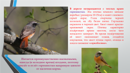 Перелётные птицы южного Урала, слайд 11
