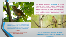 Перелётные птицы южного Урала, слайд 13