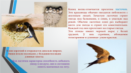 Перелётные птицы южного Урала, слайд 14
