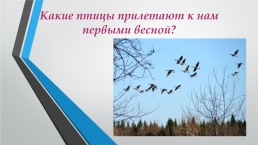 Перелётные птицы южного Урала, слайд 2