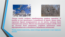 Перелётные птицы южного Урала, слайд 3