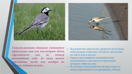 Перелётные птицы южного Урала, слайд 4