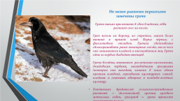 Перелётные птицы южного Урала, слайд 5