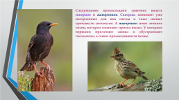 Перелётные птицы южного Урала, слайд 6