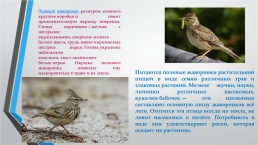 Перелётные птицы южного Урала, слайд 7