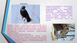 Перелётные птицы южного Урала, слайд 8