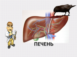 Кроссворд. Строение тела человека, слайд 20