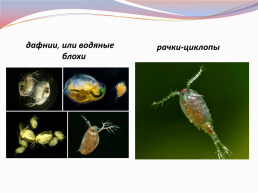 Разнообразие ракообразных и их роль в природе, слайд 8