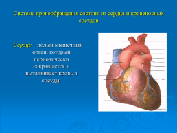 Кровообращение. Строение и работа сердца. Биология 8 класс, слайд 3