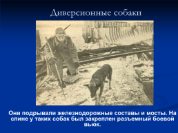 Роль животных в Великой Отечественной войне, слайд 10