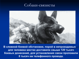 Роль животных в Великой Отечественной войне, слайд 11
