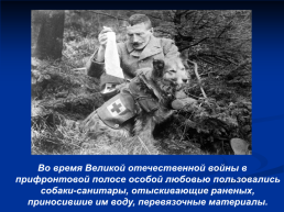Роль животных в Великой Отечественной войне, слайд 12