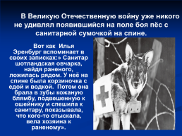 Роль животных в Великой Отечественной войне, слайд 14