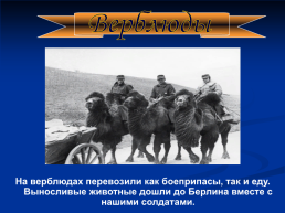 Роль животных в Великой Отечественной войне, слайд 18