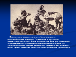Роль животных в Великой Отечественной войне, слайд 21