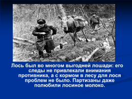 Роль животных в Великой Отечественной войне, слайд 23