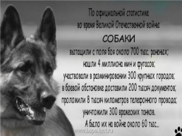 Роль животных в Великой Отечественной войне, слайд 4