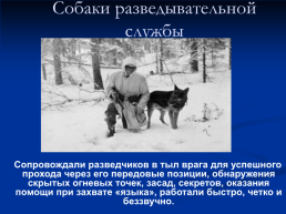 Роль животных в Великой Отечественной войне, слайд 6