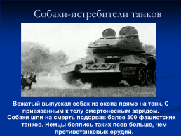 Роль животных в Великой Отечественной войне, слайд 9