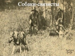 Подвиги животных во время Великой Отечественной войны, слайд 11