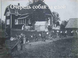 Подвиги животных во время Великой Отечественной войны, слайд 14