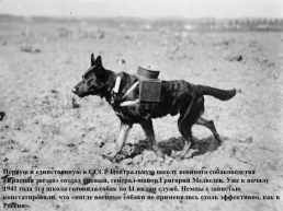 Подвиги животных во время Великой Отечественной войны, слайд 6