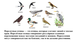 Перелетные птицы, слайд 2