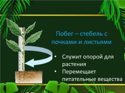 Строение растений, слайд 5