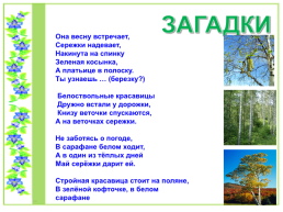 Проект по литературному чтению «Люблю берёзку Русскую», слайд 27