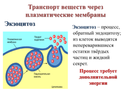 Строение эукариотической клетки, слайд 13