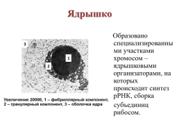 Строение эукариотической клетки, слайд 17