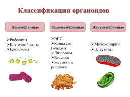 Строение эукариотической клетки, слайд 24