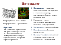 Строение эукариотической клетки, слайд 27
