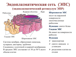 Строение эукариотической клетки, слайд 28