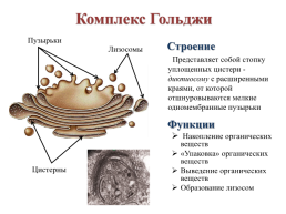 Строение эукариотической клетки, слайд 29
